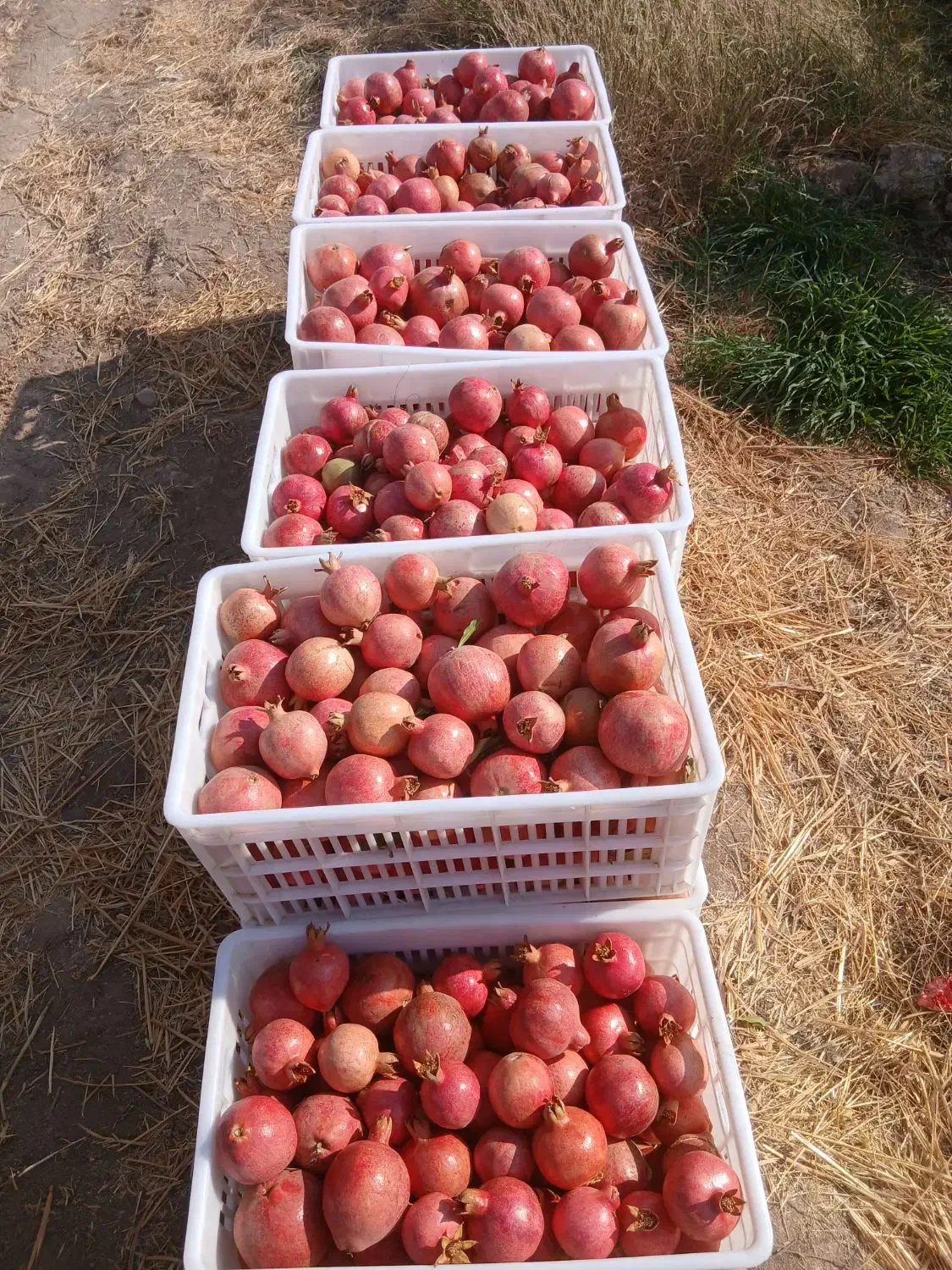 انار موجود است|خوردنی و آشامیدنی|کوهنانی, |دیوار