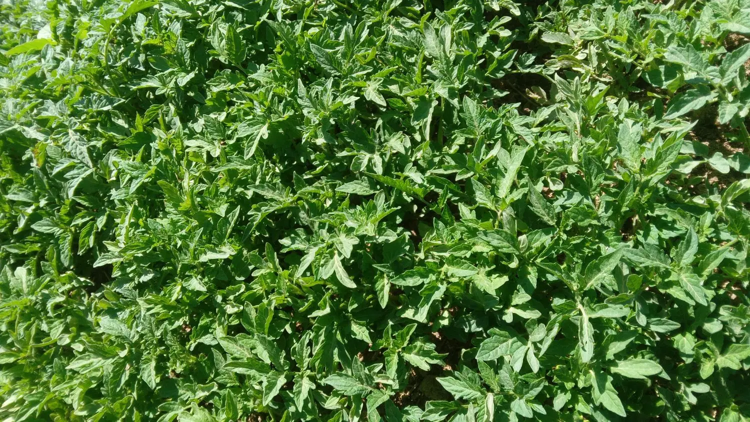 نشا گوجه|خدمات باغبانی و درختکاری|میاندوآب, |دیوار