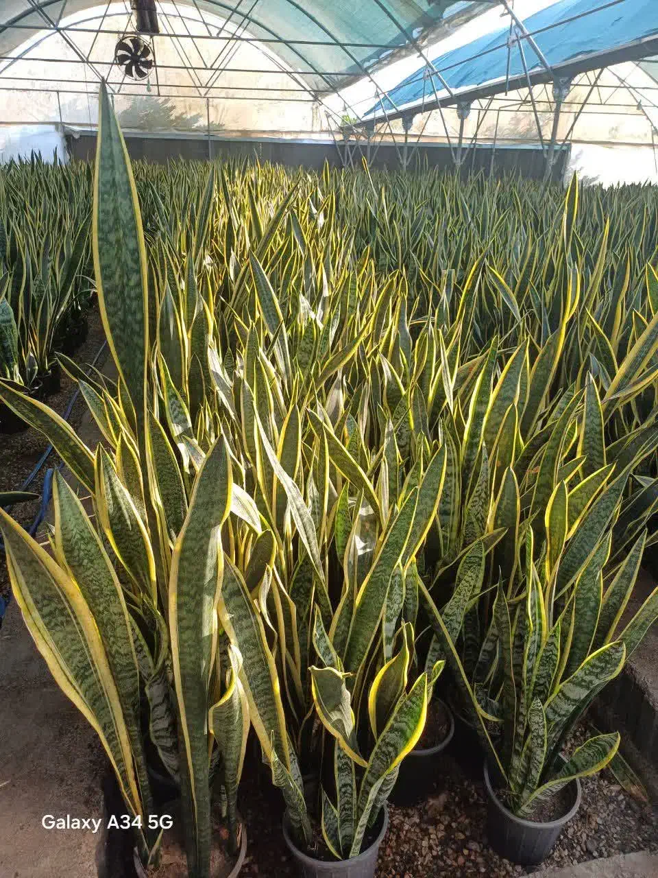 گلهای زیبا|گل و گیاه طبیعی|ساری, |دیوار