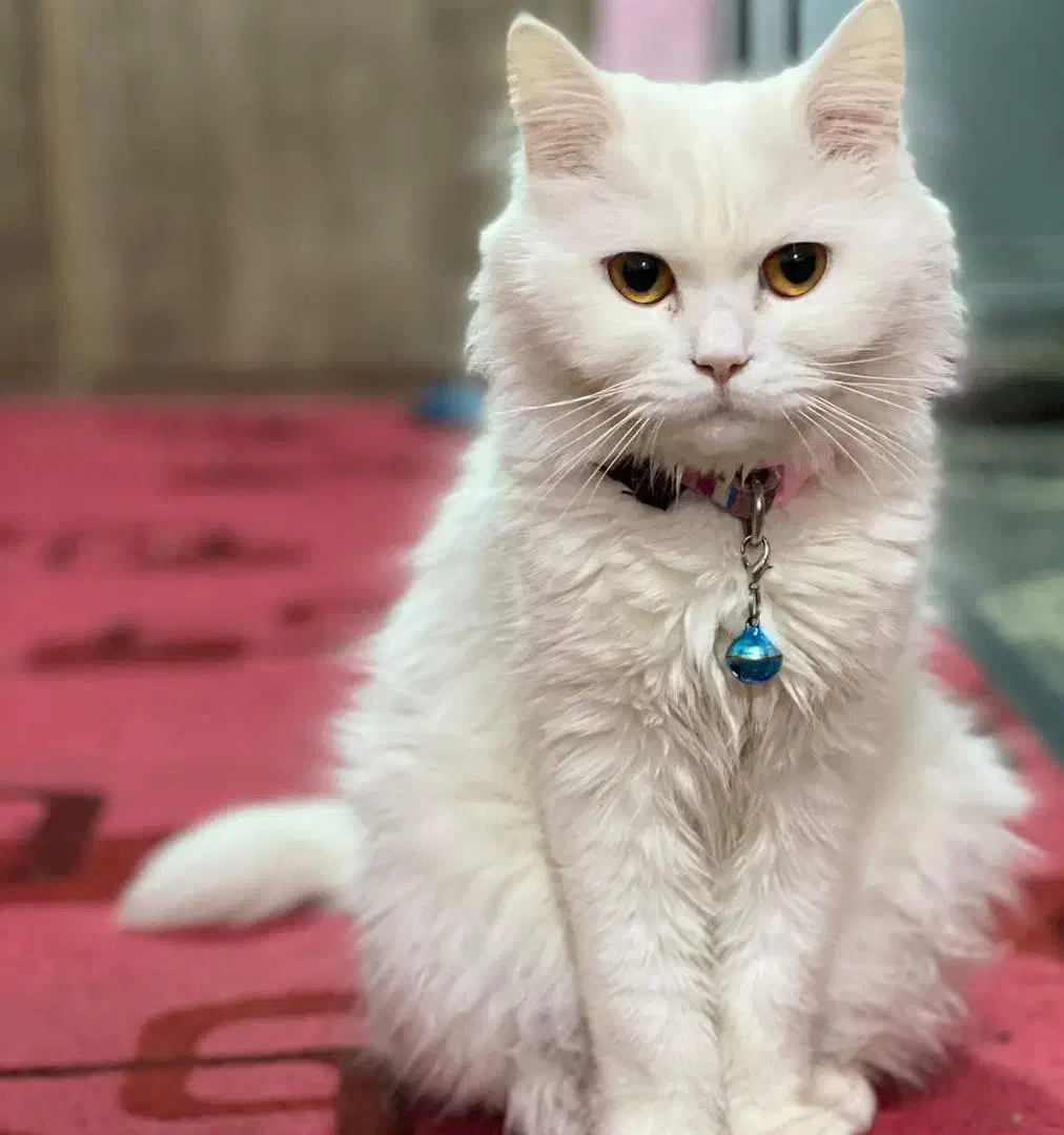 گربه پرشین اسکاتیش جنسیت ماده متولد۱۴۰۱/۶/۱۶|گربه|کرمان, |دیوار