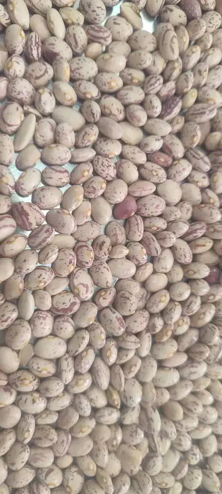 لوبیا چیتی درجه یک تازه|خوردنی و آشامیدنی|شیراز, آزادی|دیوار