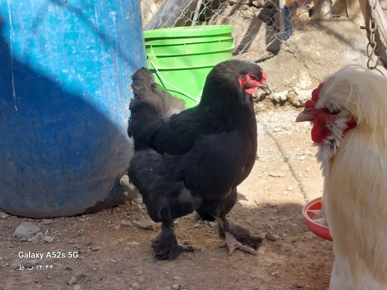 مرغ وخروس برهما|حیوانات مزرعه|خنداب, |دیوار