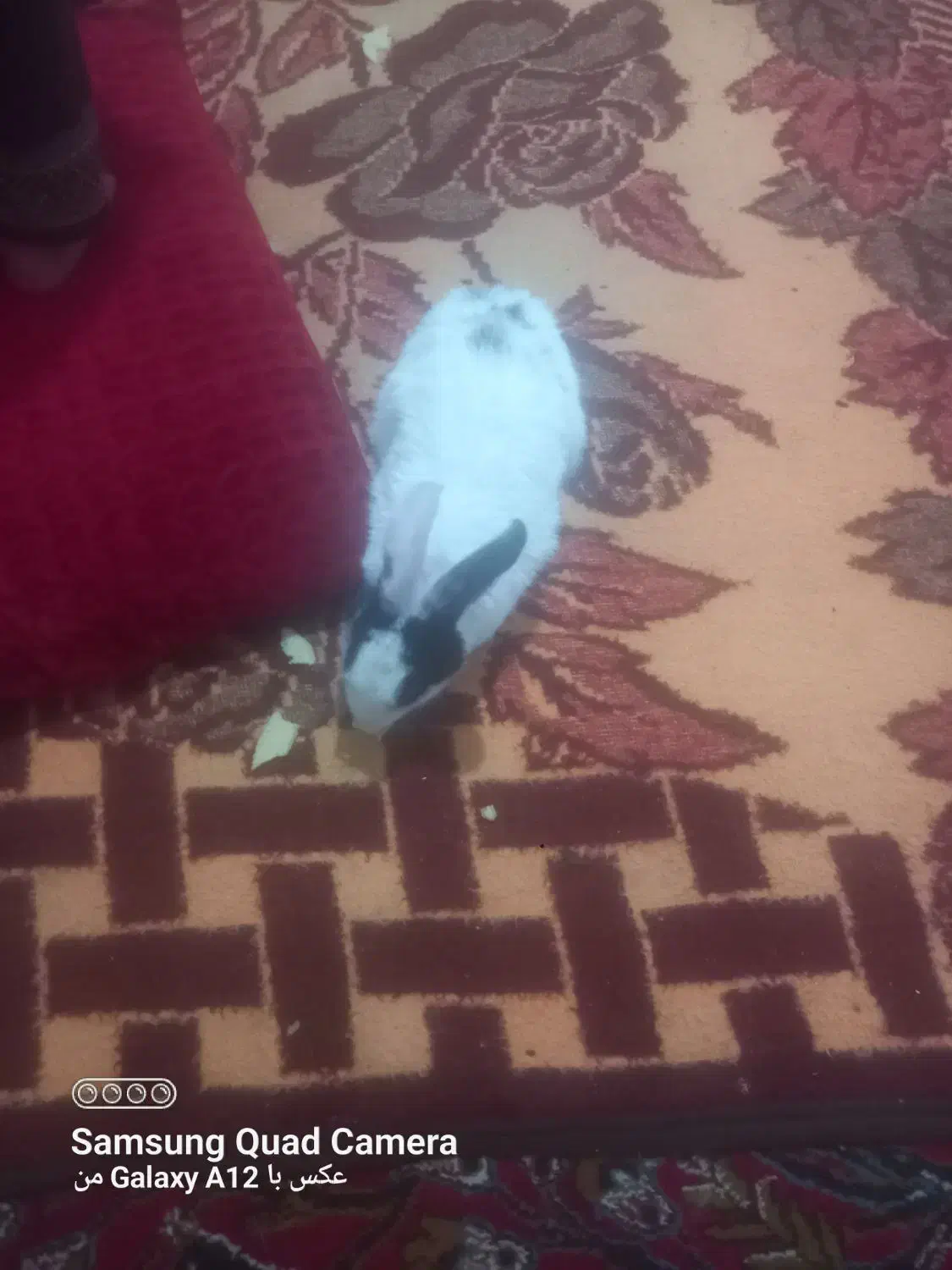 خرگوش|موش و خرگوش|خرمآباد, |دیوار