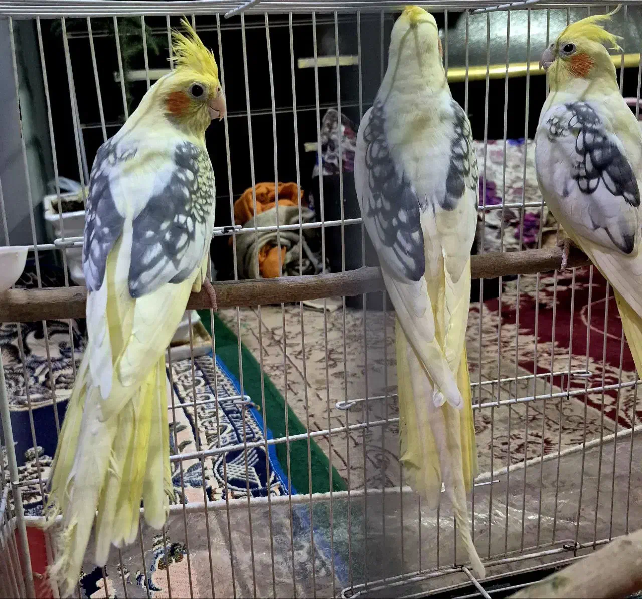 ۳عدد نربالغ دوبال مرواریدی کشیده|پرنده|خان ببین, |دیوار