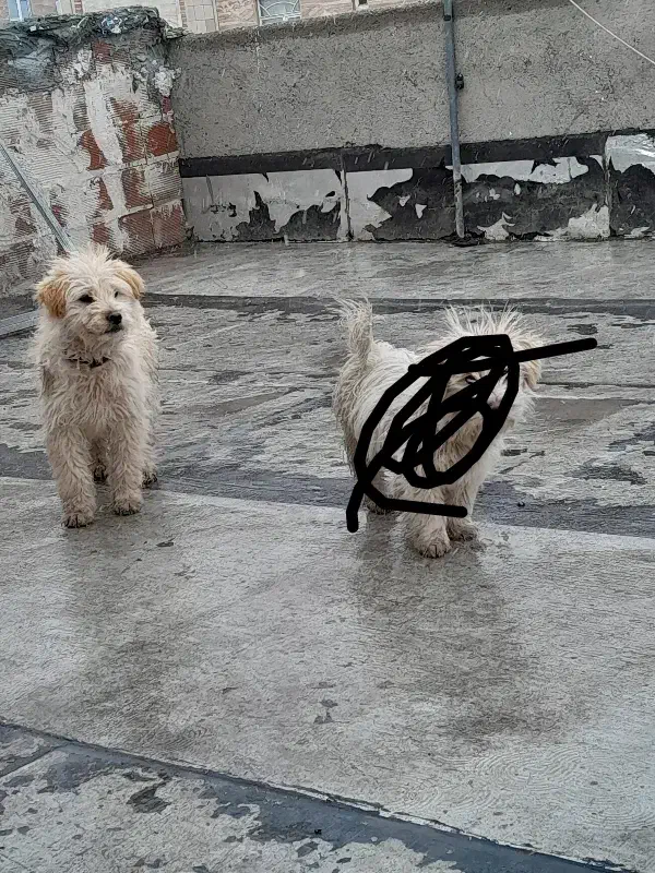 سگ شیتزونر|حیوانات|اردبیل, |دیوار