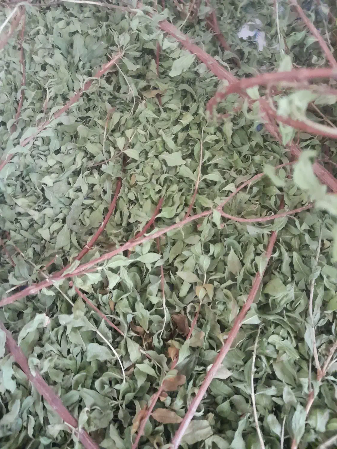 حنا طبیعی|آرایشی، بهداشتی، درمانی|وحدتیه, |دیوار