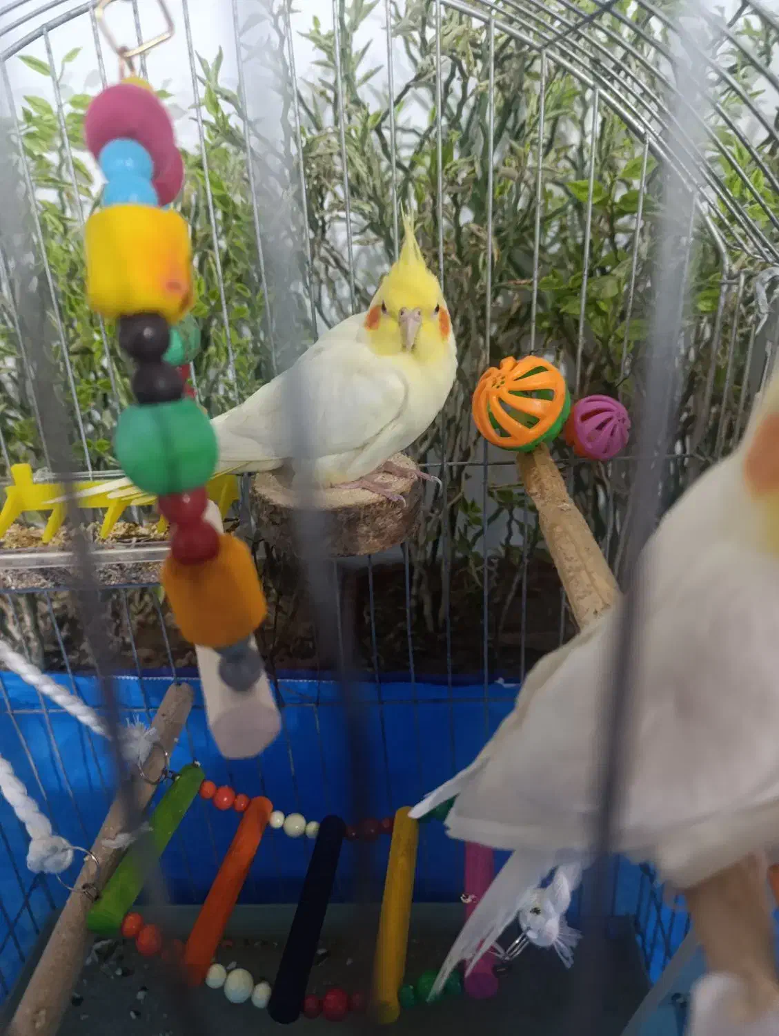 عروس هلندی|پرنده|کنگاور, |دیوار