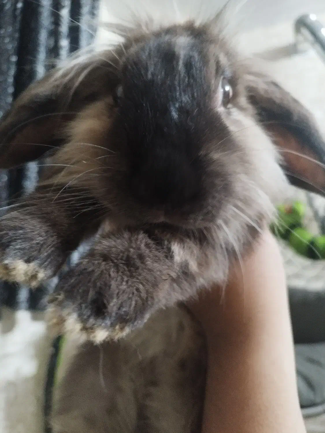 خرگوشه لپ واکسن خورده|موش و خرگوش|پیشوا, |دیوار