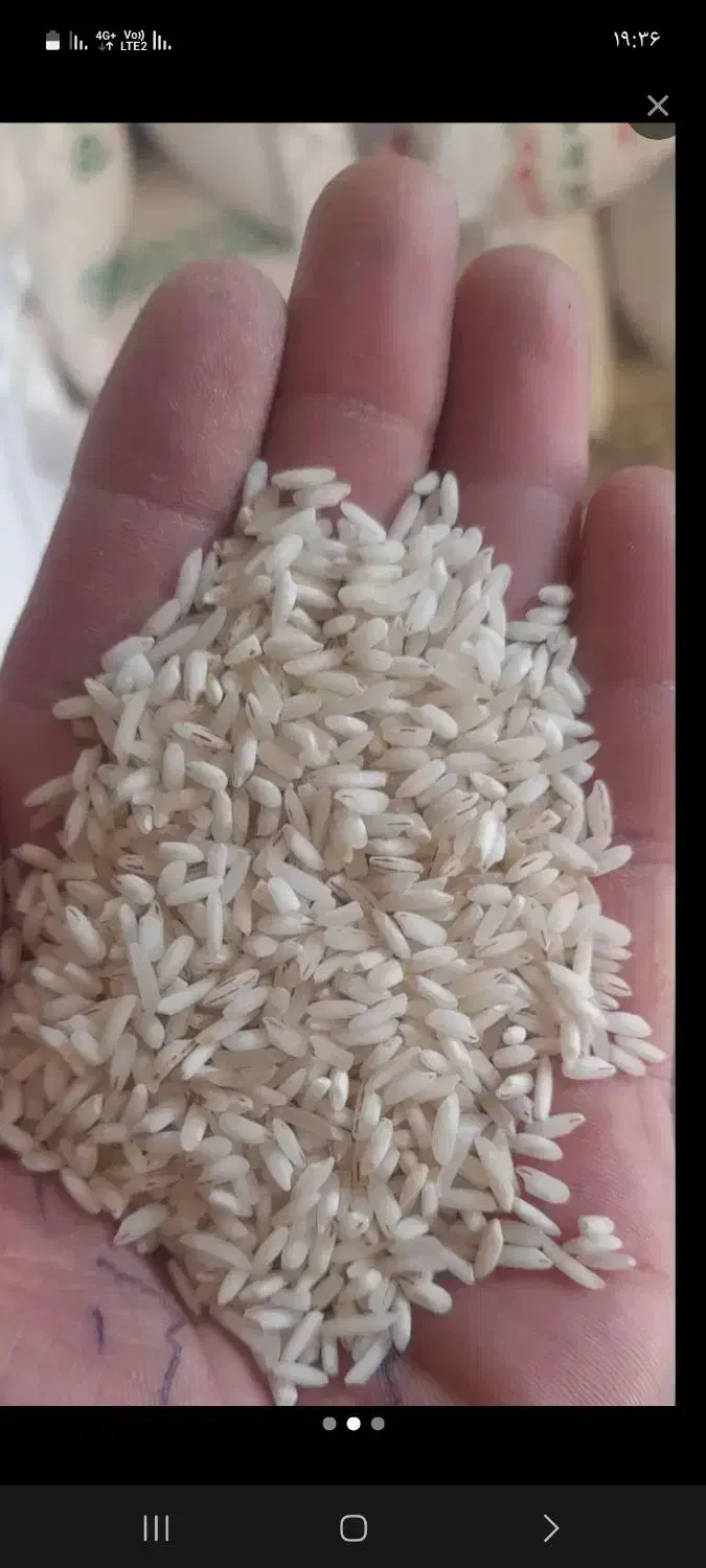 برنج قلوه هاشمی ۱۱۰۰ کیلو|خوردنی و آشامیدنی|پرهسر, |دیوار