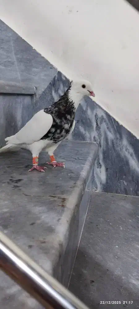 کبوتر طوقی|پرنده|شیراز, شیخ روزبهان|دیوار