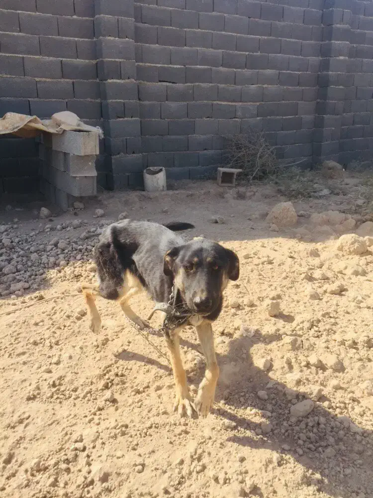 سگ ژر من|سگ|ورامین, ورامین|دیوار