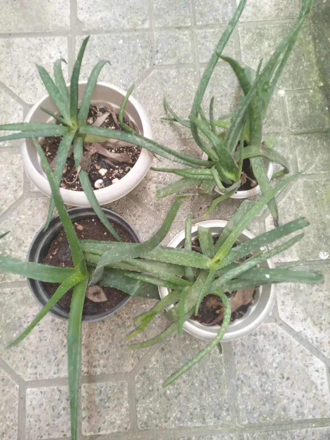 گل آلوئه ورا|گل و گیاه طبیعی|رشت, لاکانی|دیوار