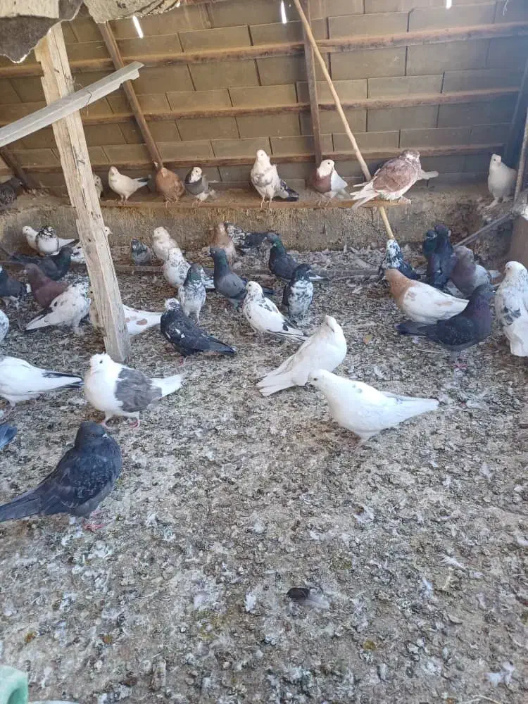 کبوتر تهرانی|پرنده|نسیمشهر, |دیوار