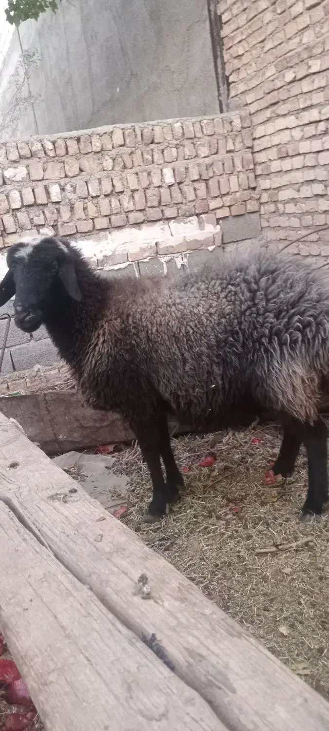 میش|حیوانات مزرعه|فردوس (خراسان), |دیوار
