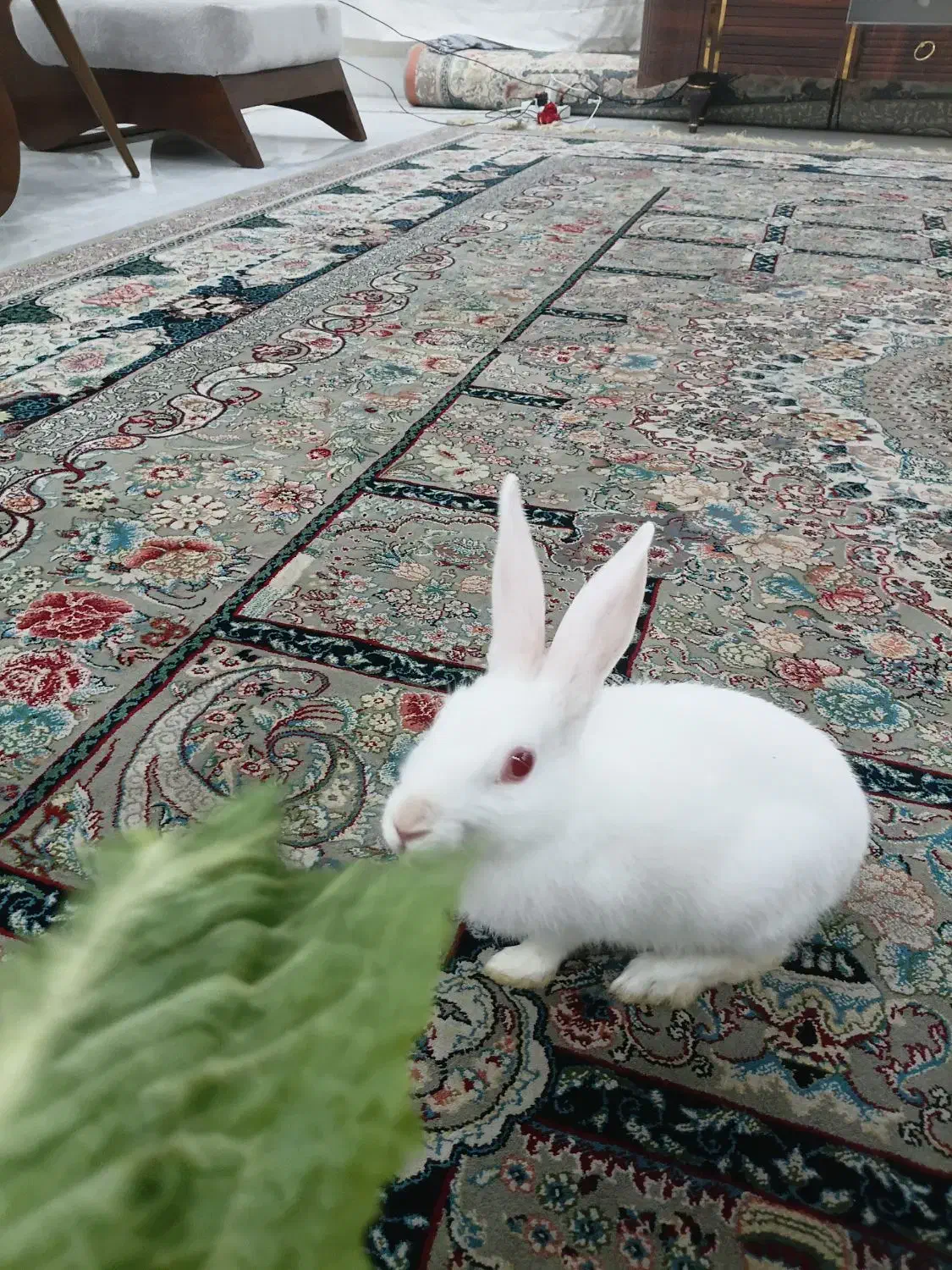 خرگوش|موش و خرگوش|مشهد, علی آباد|دیوار