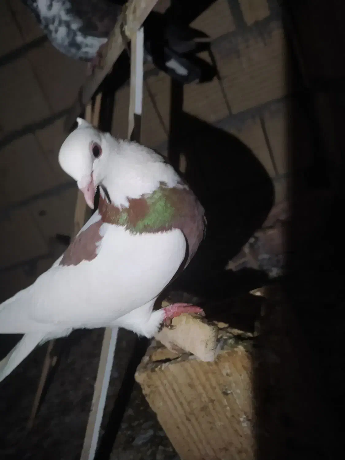 کفتر پرشی و طوقی|پرنده|یزد, |دیوار