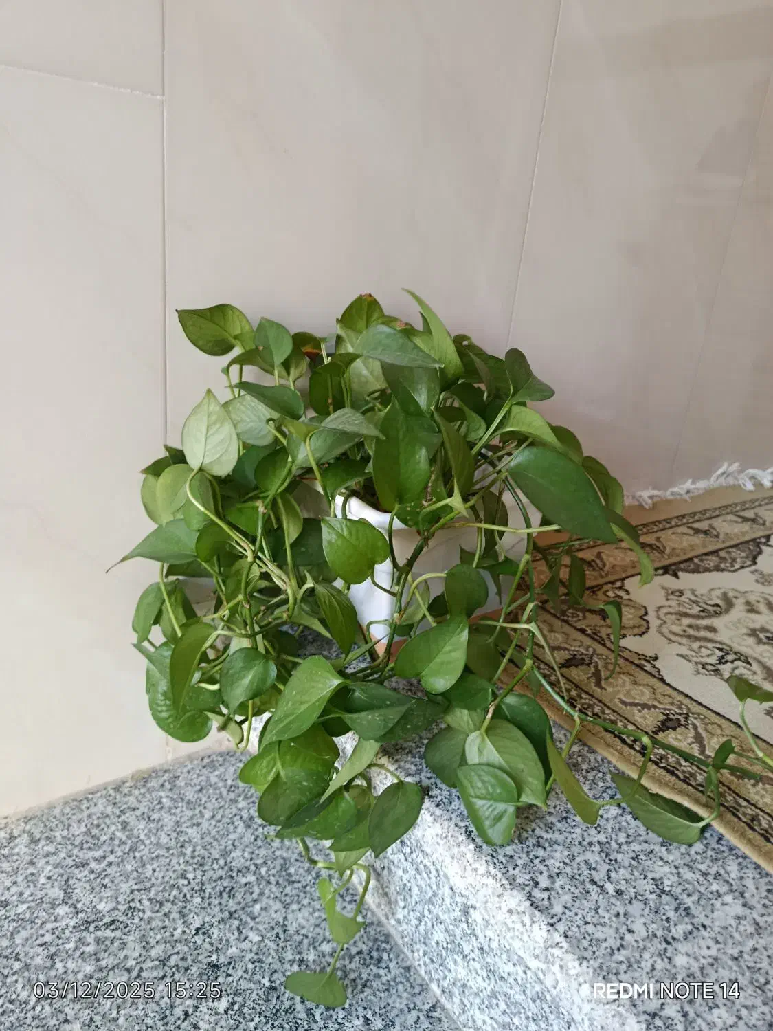 تعدادی گل وگلدان|گل و گیاه طبیعی|کرمانشاه, |دیوار