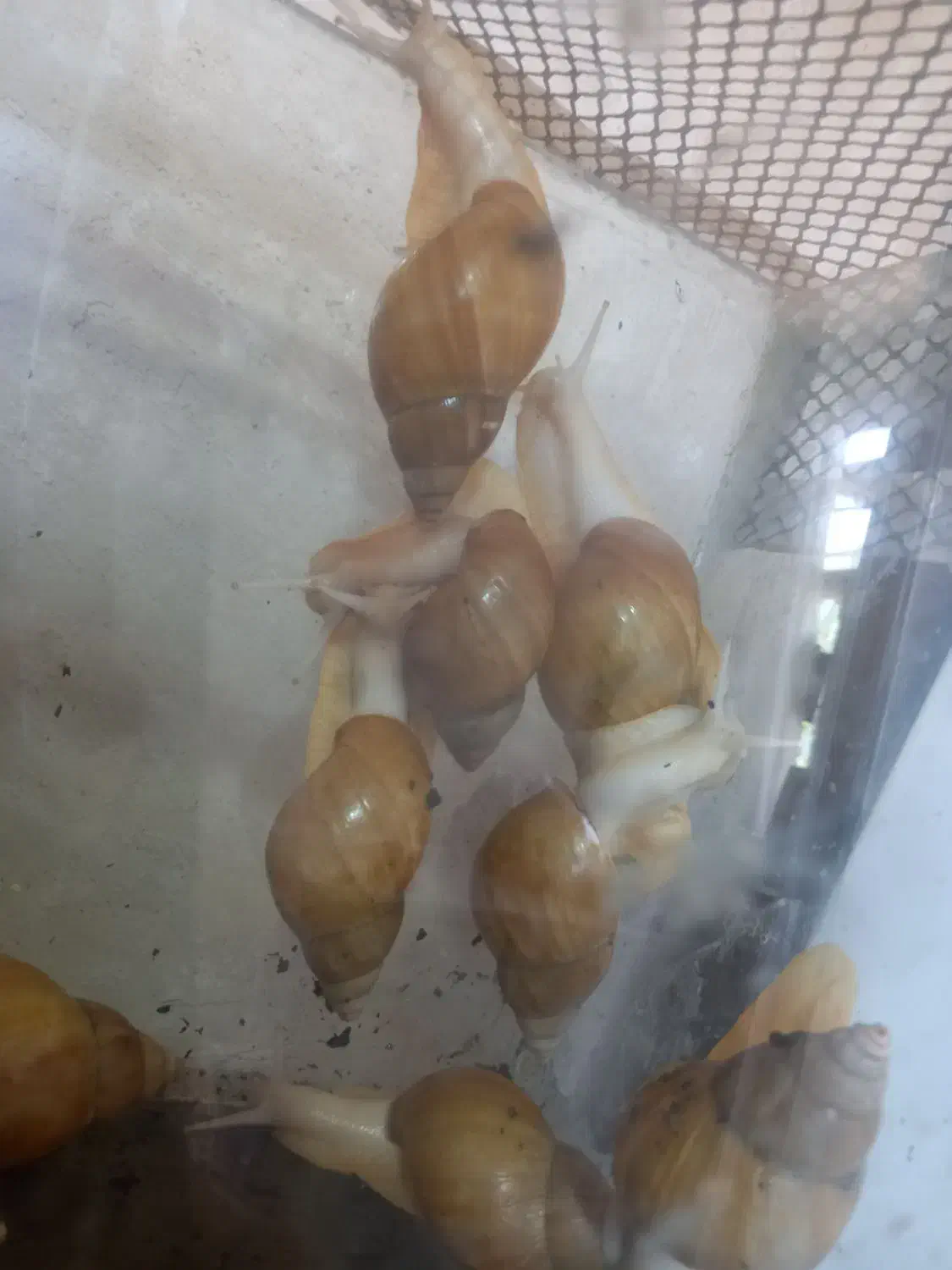 حلزون بزرگ وکوچیک|خزنده|کرمانشاه, |دیوار