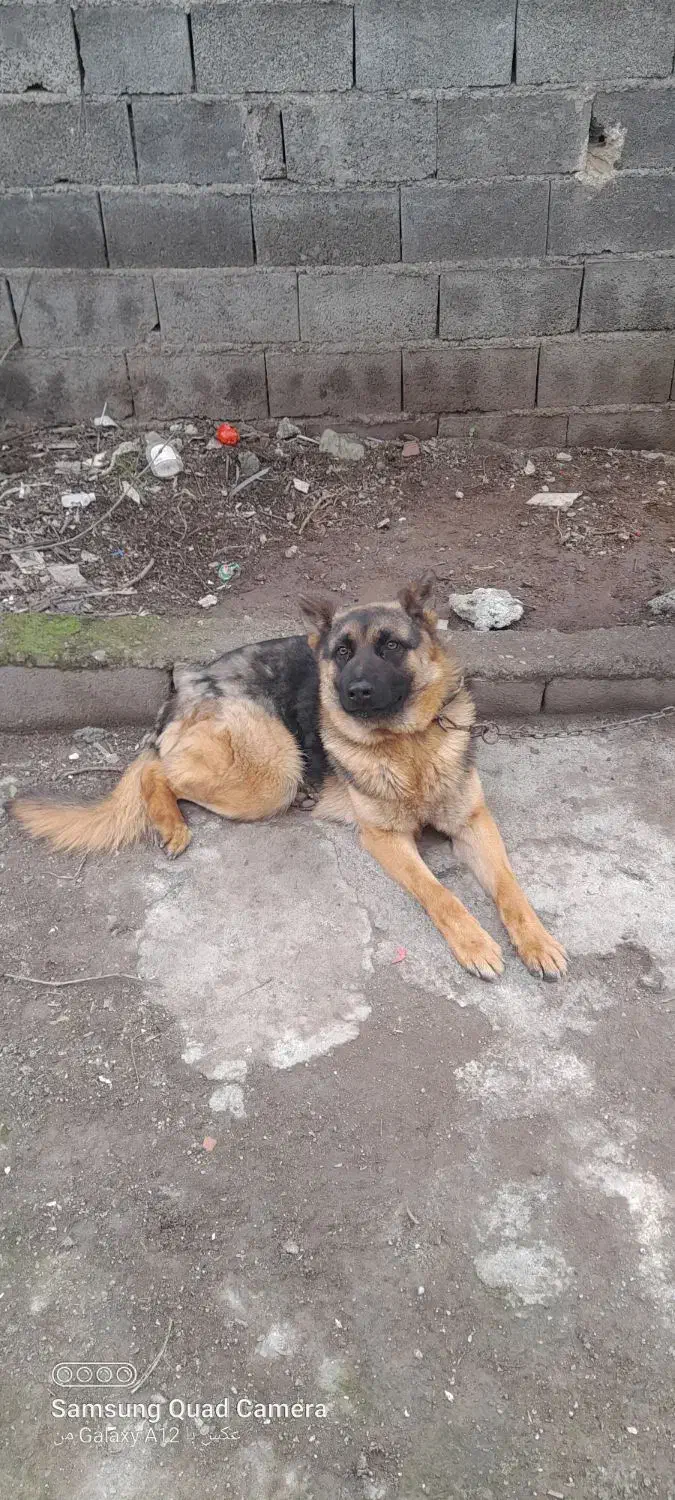 سگ ژرمن شپرت کلاسیک|سگ|قائم‌شهر, |دیوار