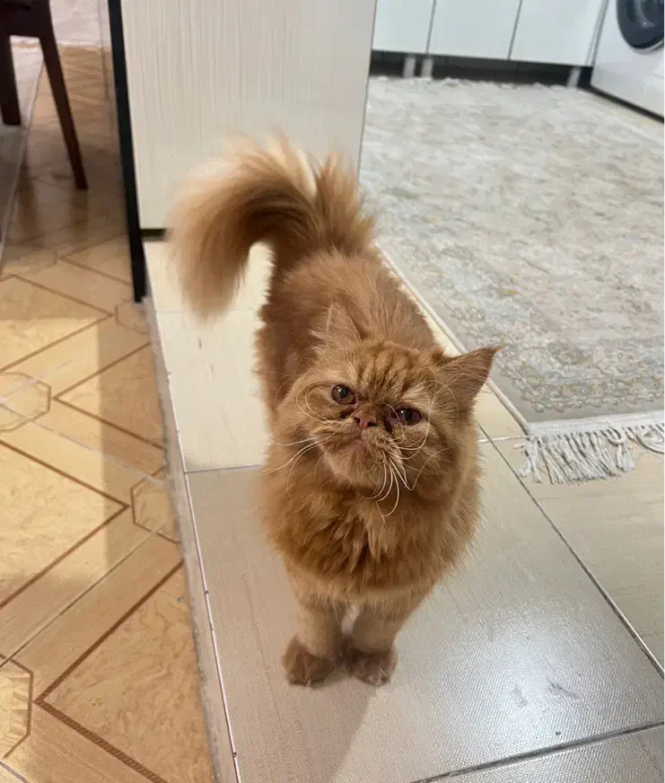 گربه پرشین اصل|گربه|قم, باجک دو|دیوار