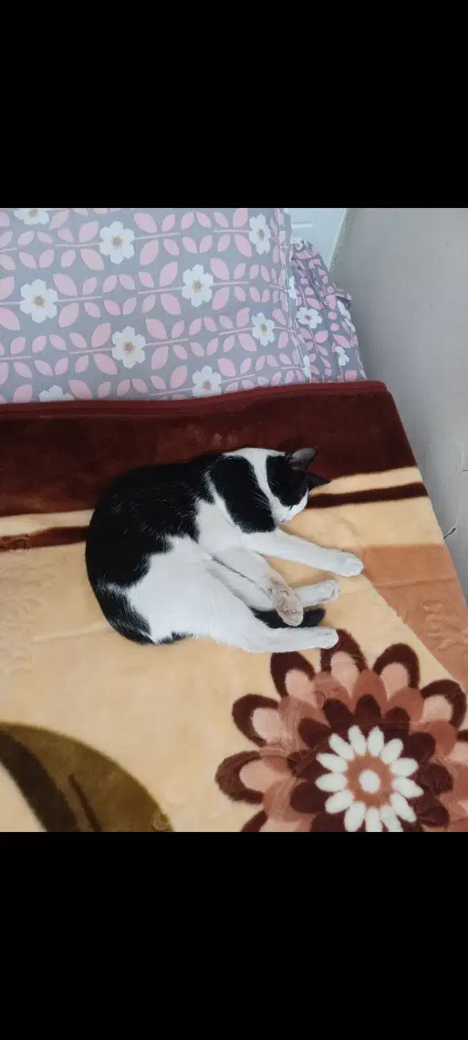 گربه|گربه|قزوین, |دیوار