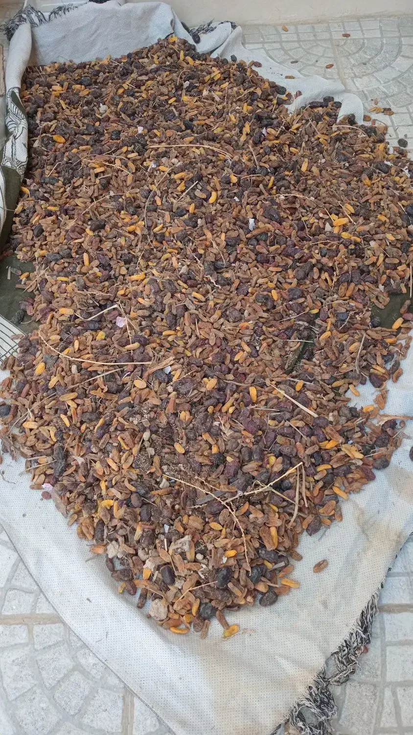 غذای دام /کنگه /کیلو ۱۵۰۰۰تومان|لوازم جانبی حیوانات|بندر دیر, |دیوار