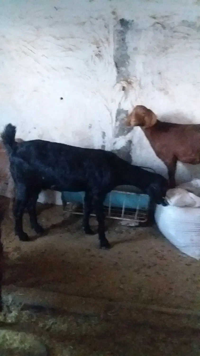 سلام سه بزغاله ماده بایک بز|حیوانات مزرعه|بیرجند, |دیوار