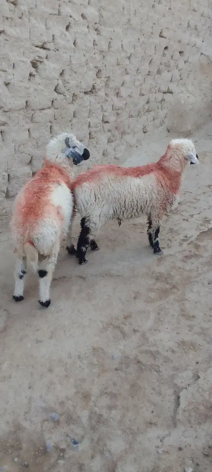 جفت بره نر|حیوانات مزرعه|زهک, |دیوار