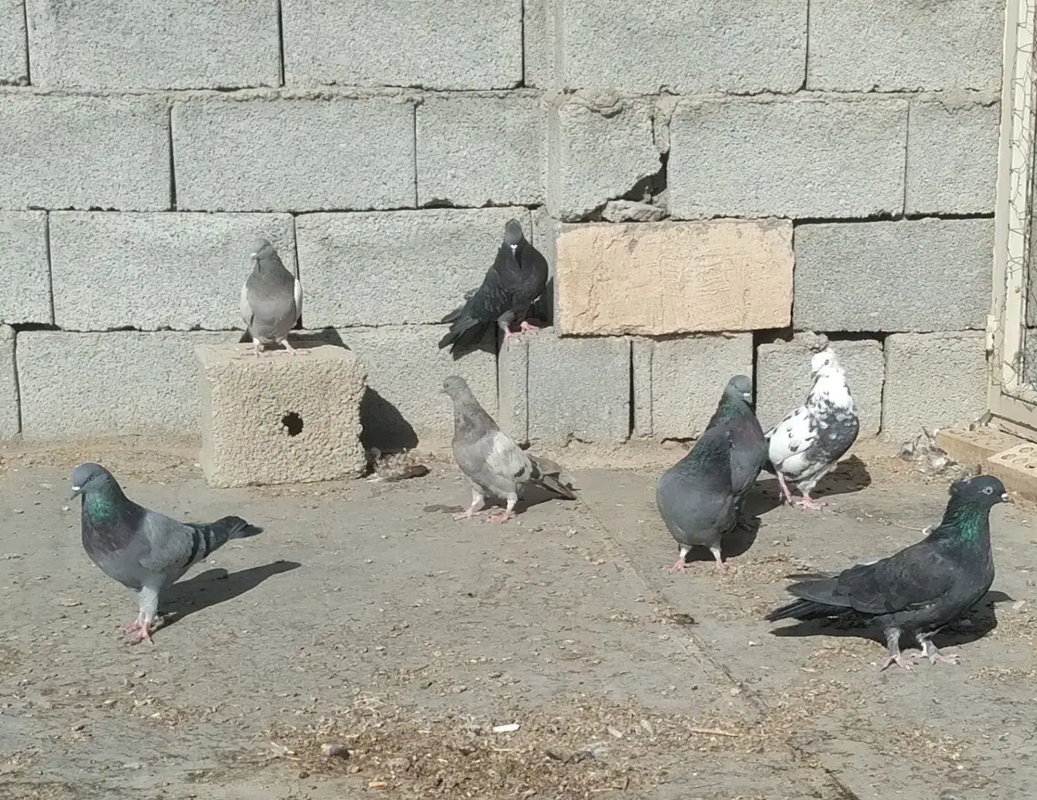 کبوتر پر|پرنده|فرخشهر, |دیوار