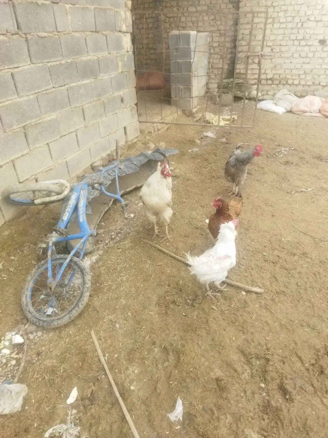 خروس محلی|حیوانات مزرعه|شیروان (خراسان), |دیوار