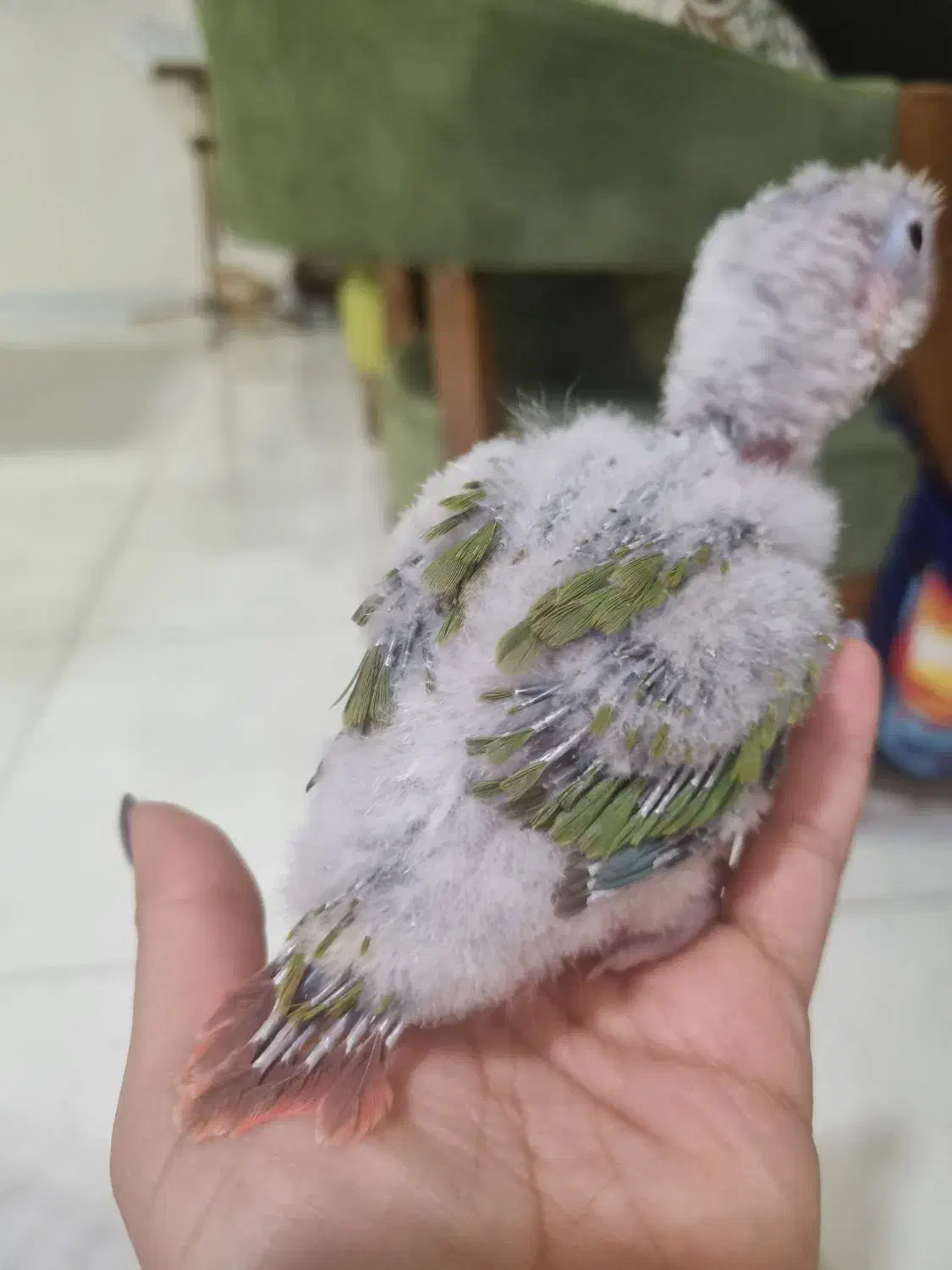 گرینچیک آناناسی سرلاکی|پرنده|گرمدره, |دیوار