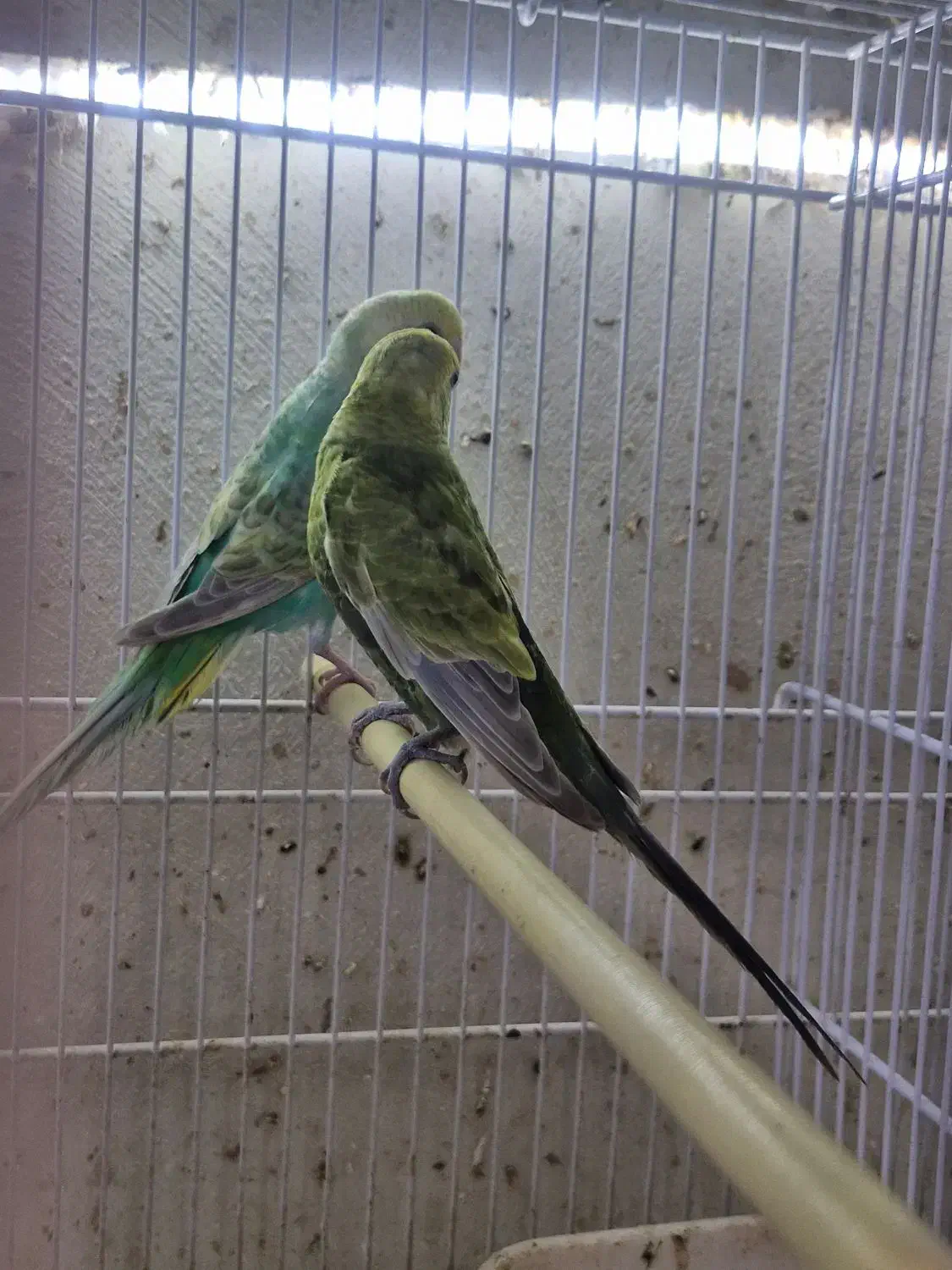 مرغ عشق رینبو|پرنده|قشم, |دیوار