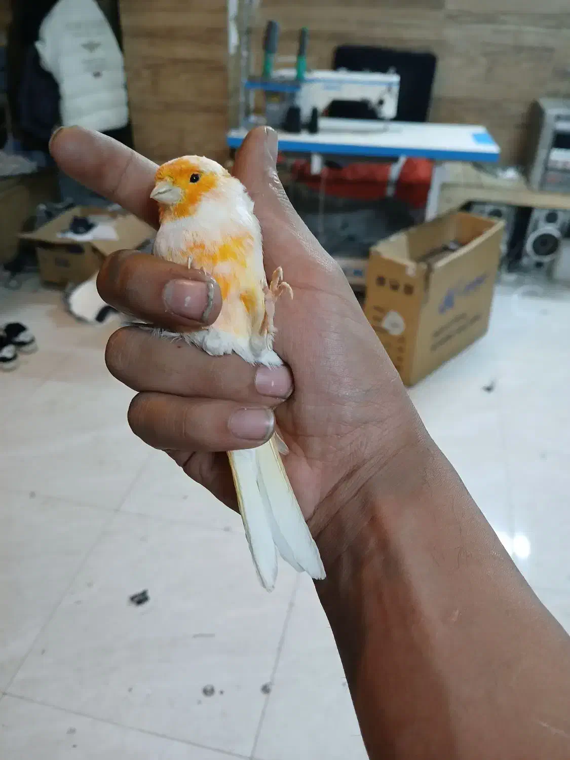 موزایکی|پرنده|قلقل رود, |دیوار