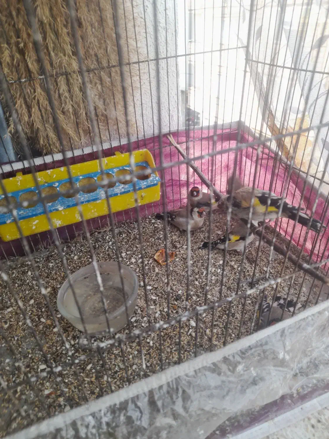 دوعددسهره نروماده جفتی۱۲۰۰۰۰۰۰|پرنده|تبریز, |دیوار