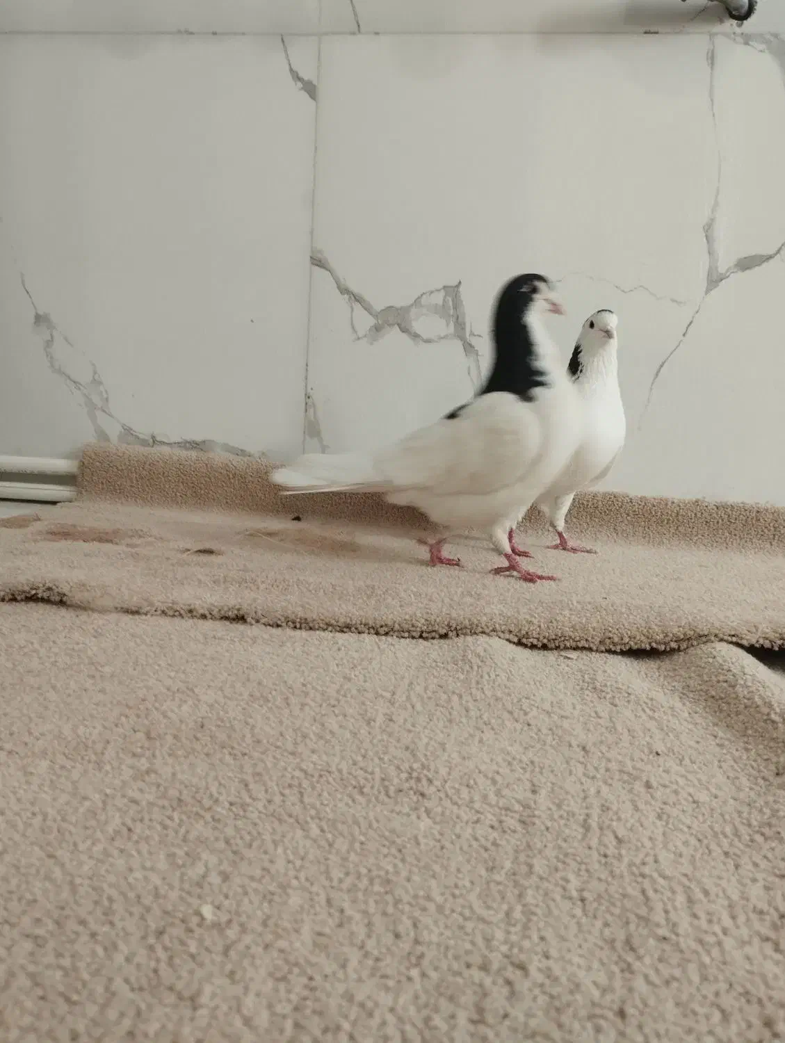 فروش کبوتر|پرنده|سراب, |دیوار