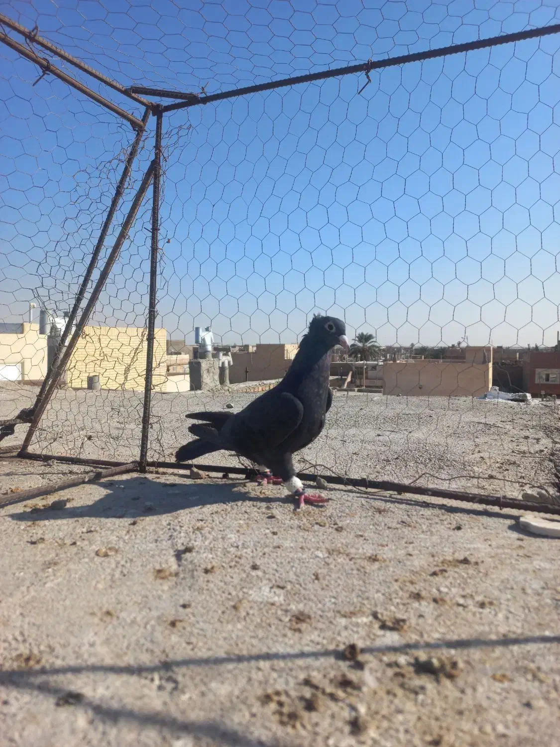 ماده زاغ کاکلی کرمانی|پرنده|زابل, |دیوار