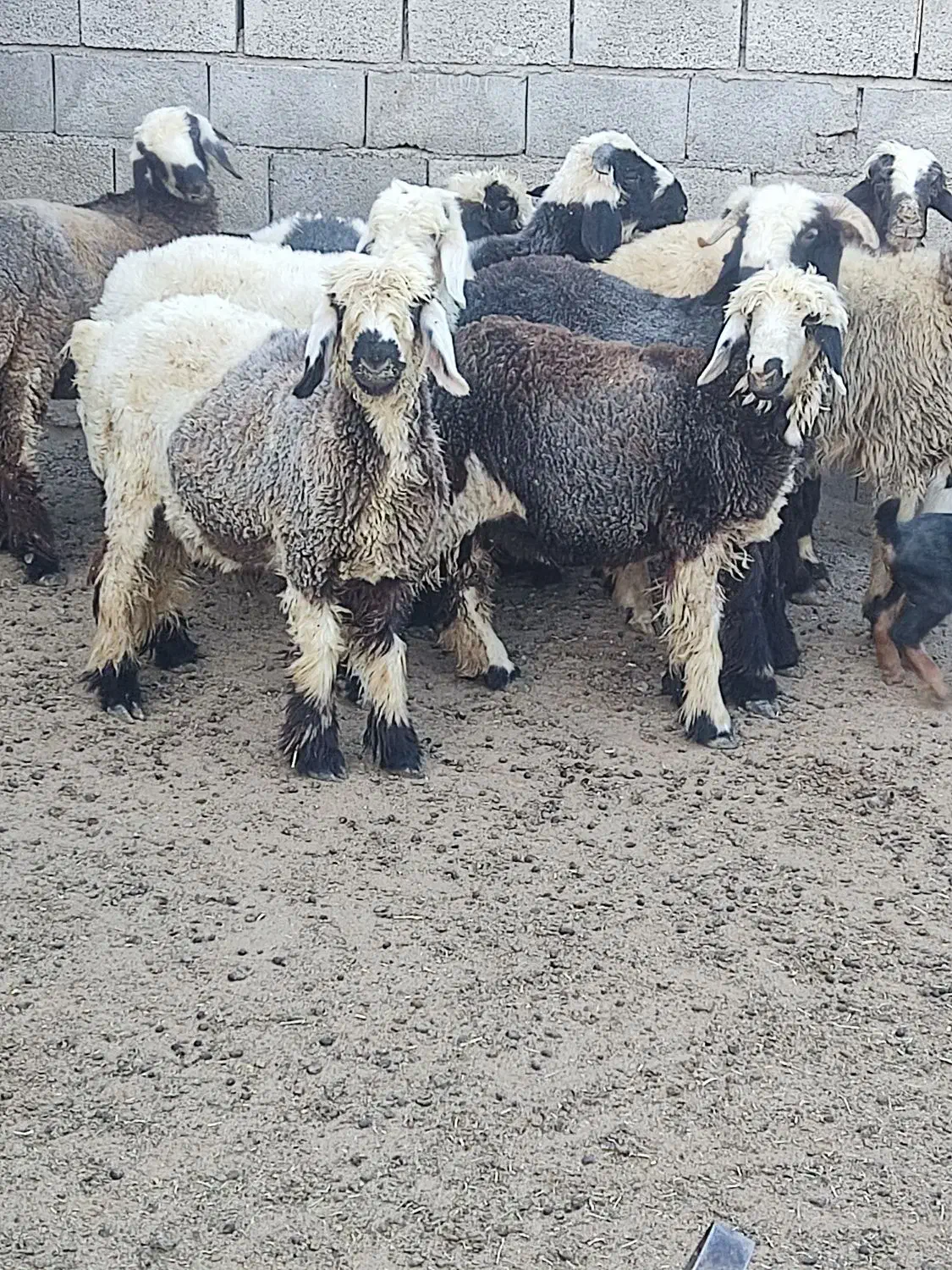 بره نره ماده|حیوانات مزرعه|درودزن, |دیوار