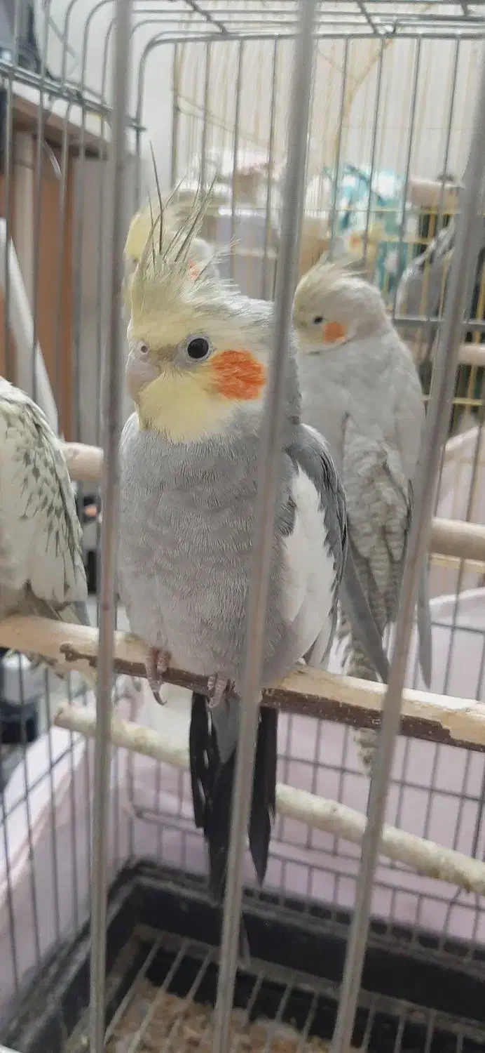 عروس هلندی|پرنده|ری, سیزده آبان|دیوار