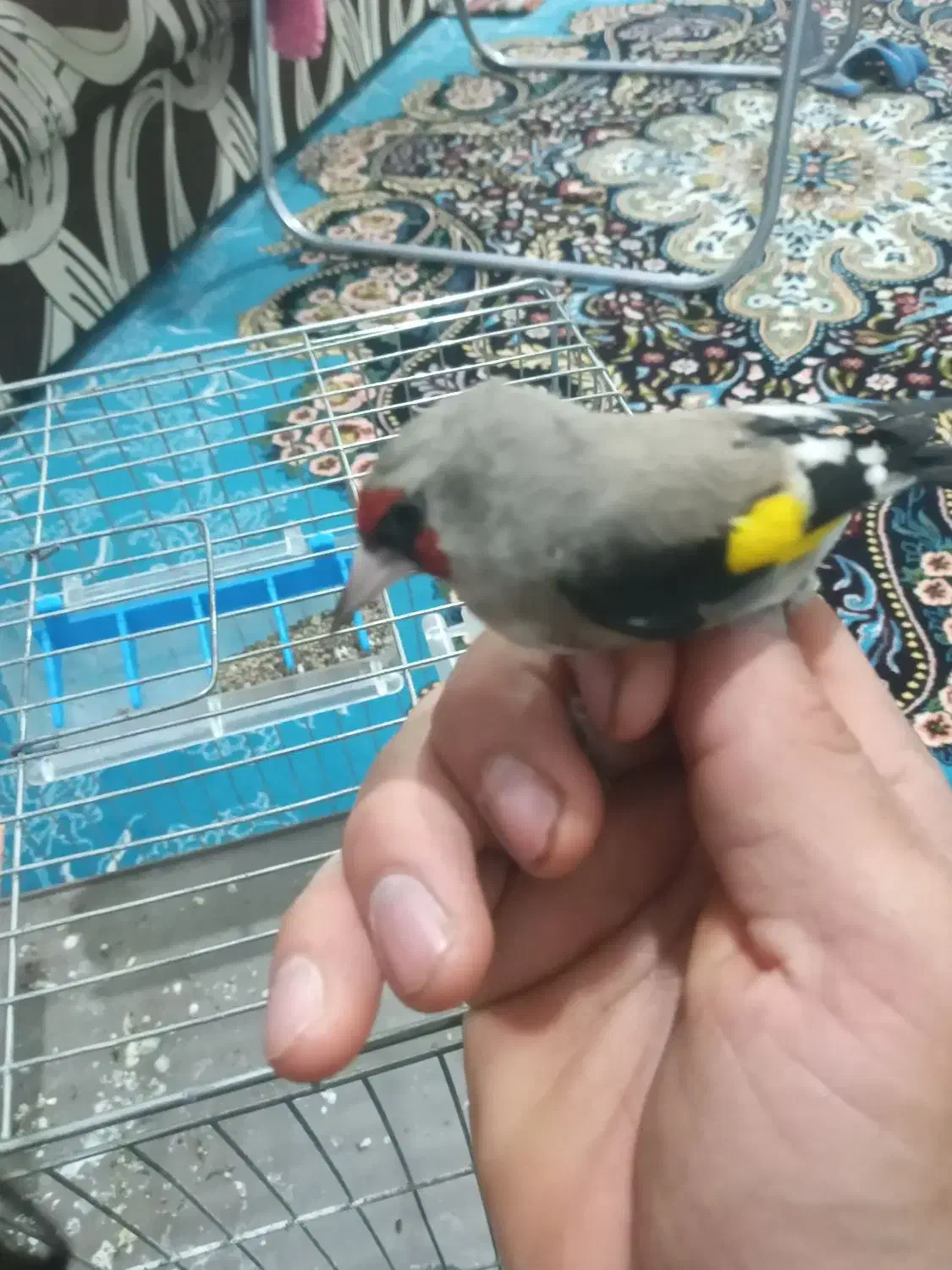 سهره نر به شرط|پرنده|ساری, |دیوار