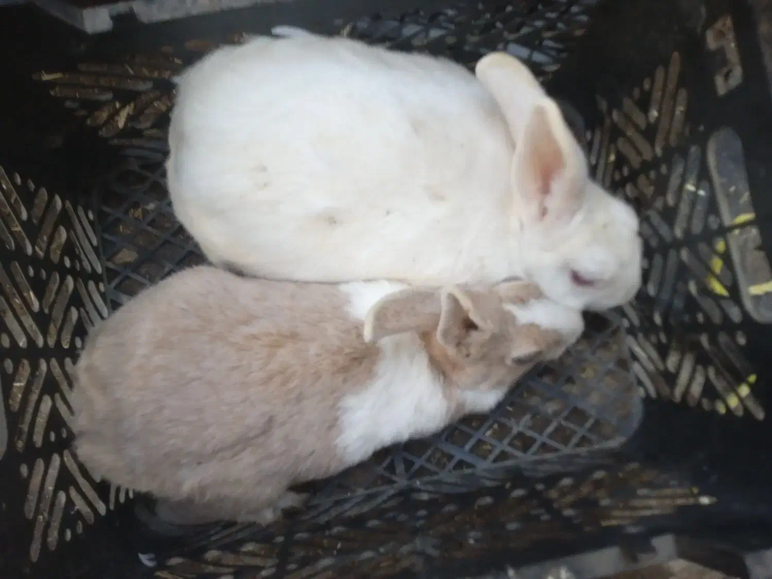 11عدد خرگوش سفید وقهویی وقرمز سفید قیمت120|موش و خرگوش|رامیان, |دیوار