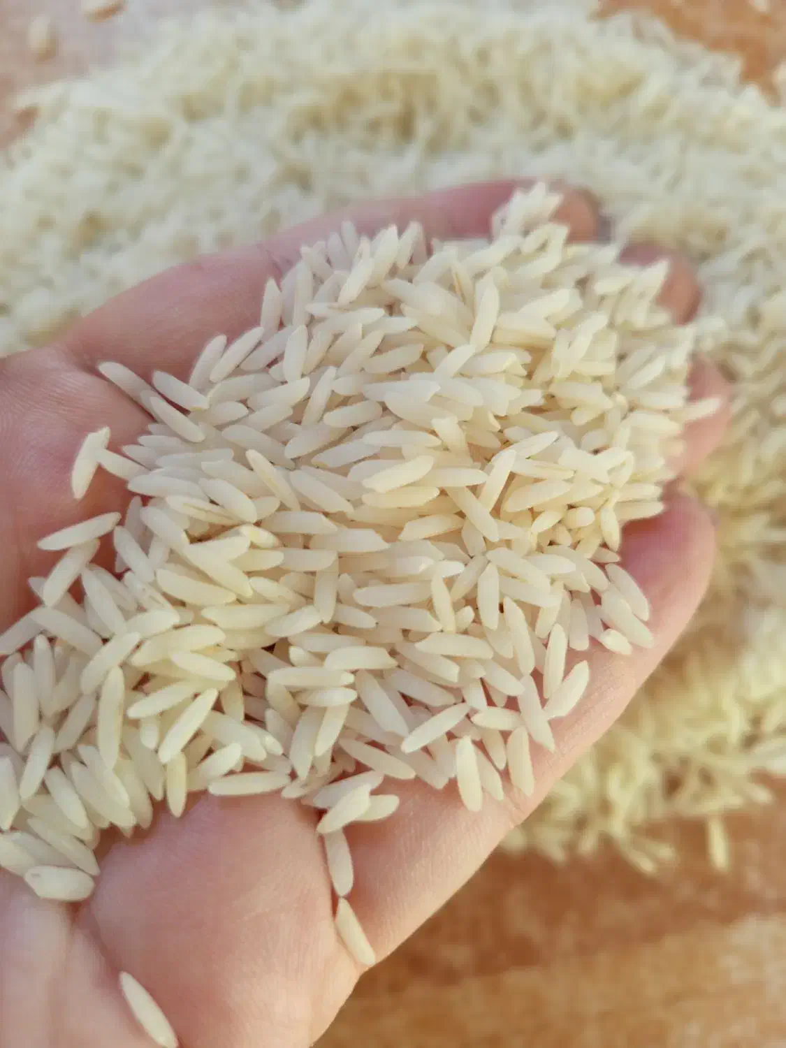 برنج درجه یک هاشمی ۳۰کیلو ۹میلیون|عمدهفروشی|رشت, منظریه|دیوار