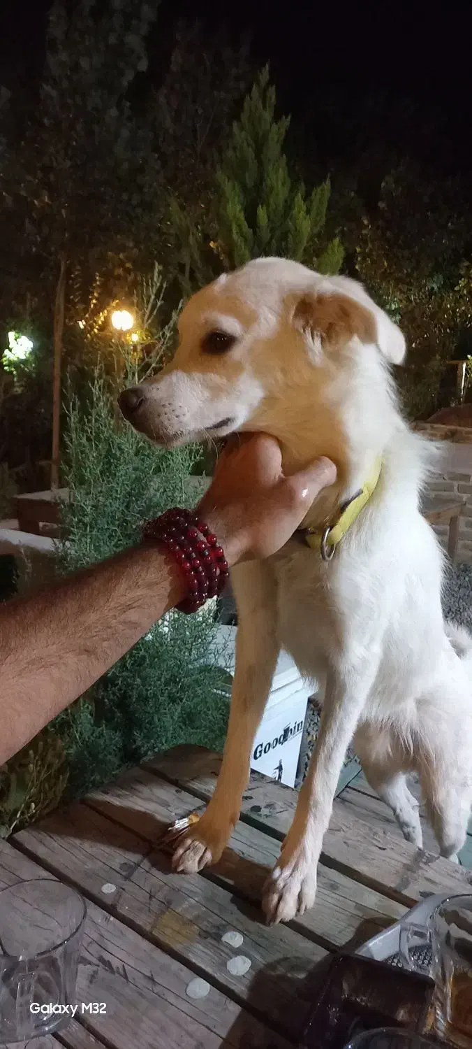 در محدوده کردان به سمت برغان گمشده|حیوانات|کوهسار (البرز), |دیوار