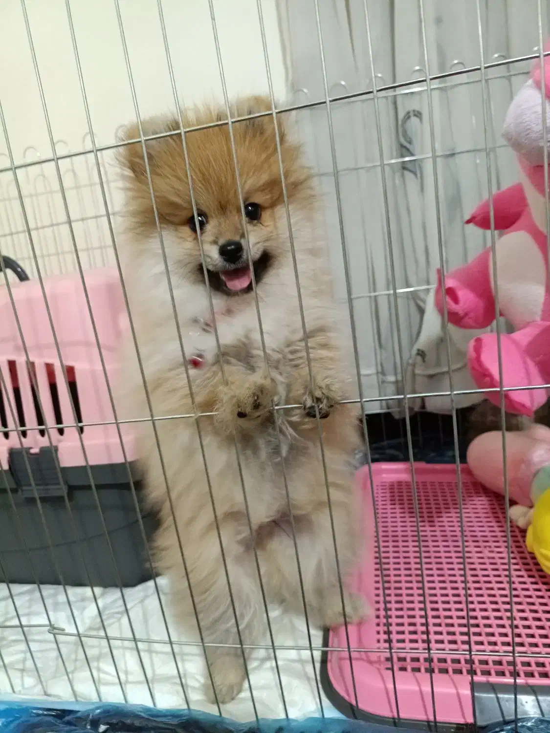 پامرین خرسی 3ماهه|سگ|تهران, تسلیحات|دیوار