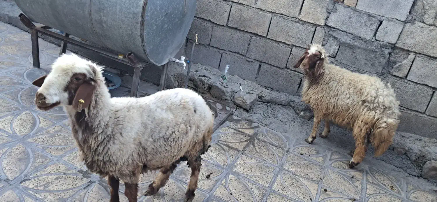 کاور|حیوانات مزرعه|ایلام, |دیوار