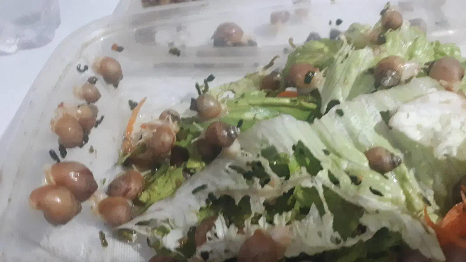 حلزون آلبینو|خزنده|اندیشه, اندیشه فاز ۱|دیوار