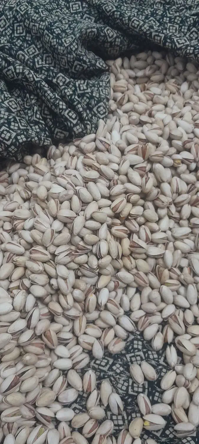 پسته تازه خندان و خوش طعم بهترین پسته یلدایی|خوردنی و آشامیدنی|یزد, |دیوار