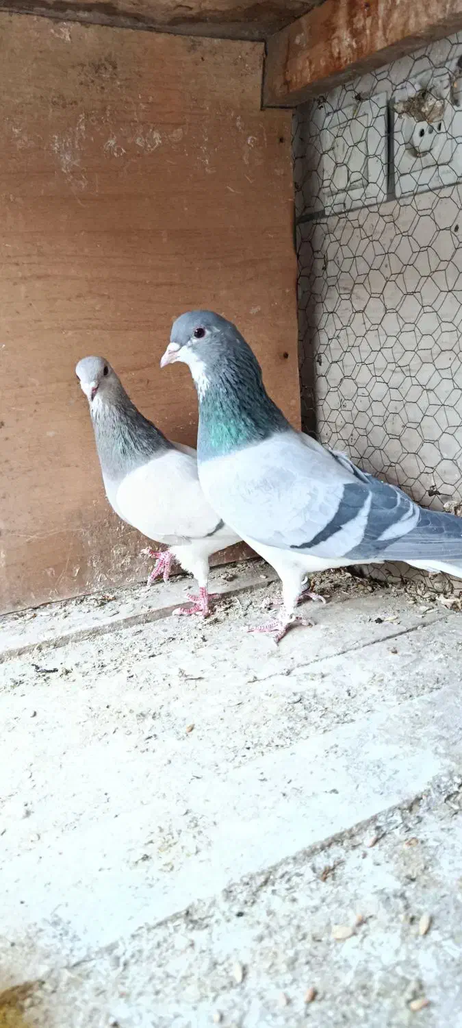 دمگیر نروماده خرقه|پرنده|پیر بکران, |دیوار