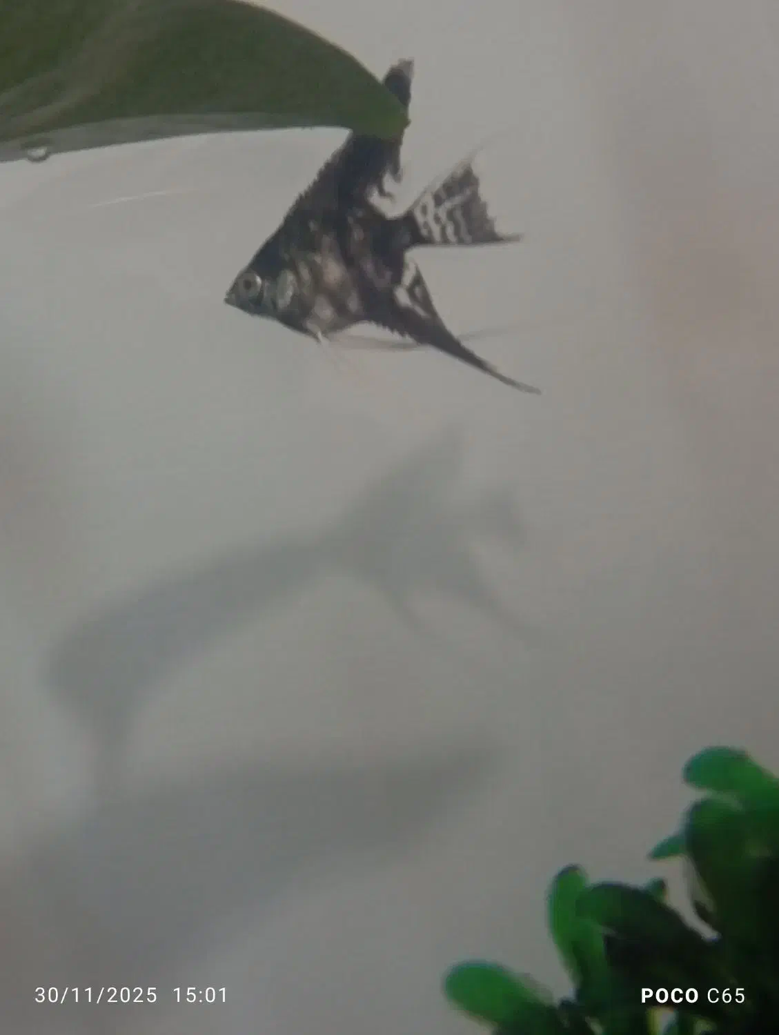 همه نوع ماهی|ماهی|نظرآباد, مسکن مهر نظرآباد|دیوار