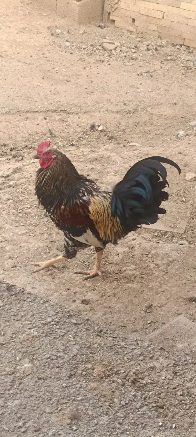 خروس محلی|حیوانات مزرعه|رزن, |دیوار