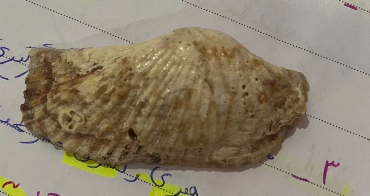 فسیل|کلکسیون اشیاء عتیقه|مشهد, خاتم الانبیا|دیوار